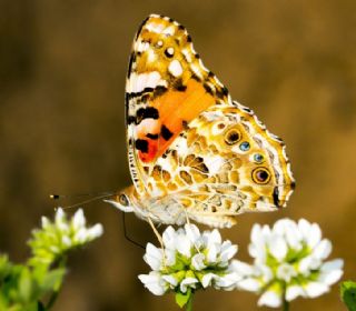 Diken Kelebei (Vanessa cardui)