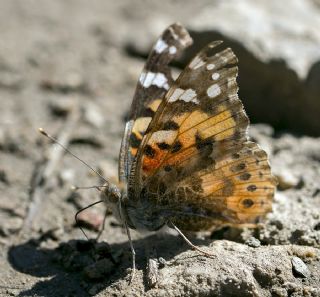 Diken Kelebei (Vanessa cardui)