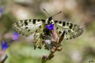 Orman Fistosu (Allancastria  cerisyi)