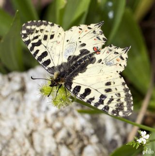 Orman Fistosu (Allancastria  cerisyi)