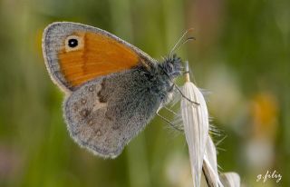 Kk Zpzp Perisi (Coenonympha pamphilus)