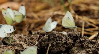 Yalanc Beyazmelek (Pieris pseudorapae)