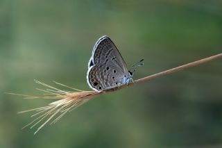 Akdeniz Mcevher Kelebei (Chilades galba)