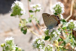 K���k Benekli Sevbeni&nbsp;(Satyrium&nbsp;ledereri )