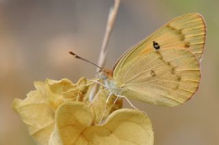 Mezopotamya Kolotisi (Colotis fausta)