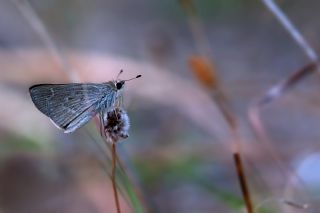 Mezopotamya Kolotisi (Colotis fausta)