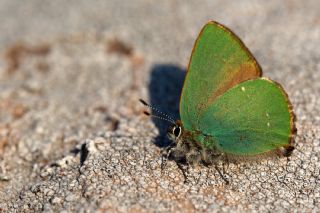 Zmrt (Callophrys rubi)