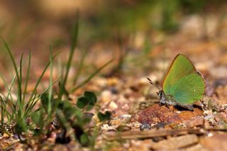 Zmrt (Callophrys rubi)