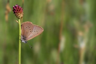 Esmer Korubeni (Phengaris nausithous)