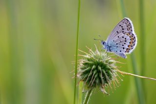 das Mavisi, Esmergz (Plebejus idas)
