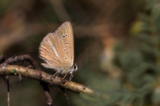 okgzl Lbnan Esmeri (Polyommatus alcestis)