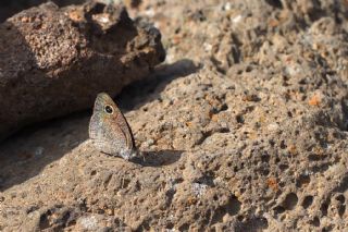 Karagz (Ypthima asterope)