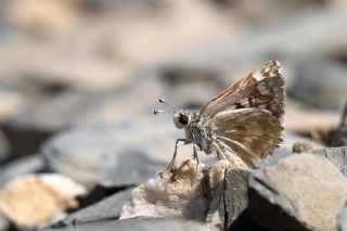Benekli Zpzp (Muschampia plurimacula)