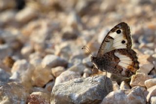 Anadolu Yalanccads (Pseudochazara anthelea)