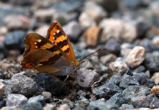 Anadolu ehzadesi (Thaleropis ionia)