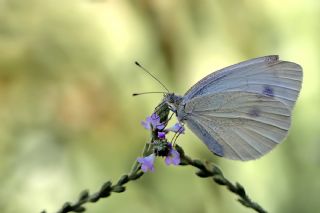 ran Beyazmelei (Pieris persis)