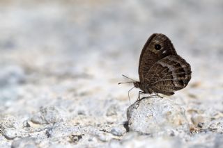 Beyaz Damarl Pirireis (Satyrus amasinus)