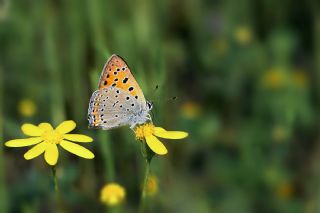 Anadolu Ate Gzeli (Lycaena asabinus)