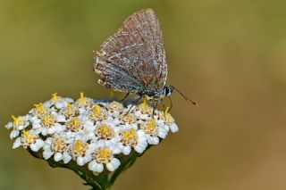 Mavi Sevbeni (Satyrium armenum)