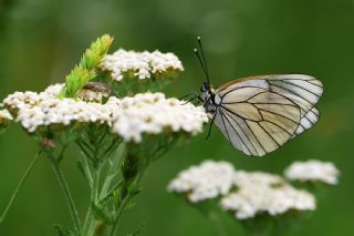 Al Beyaz (Aporia crataegi)