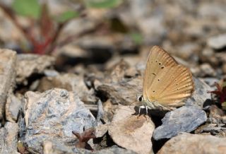 okgzl Anadolu Tyls (Polyommatus antidolus)