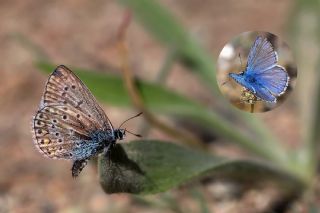okgzl Hatay Mavisi (Polyommatus bollandi)