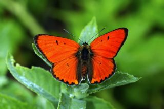 Byk Bakr Gzeli (Lycaena dispar)