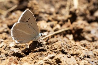 okgzl Teresya, Saimbeyli Mavisi (Polyommatus theresiae)