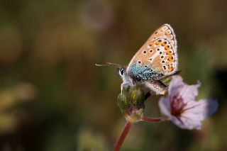 okgzl Geranium Mavisi (Aricia eumedon)