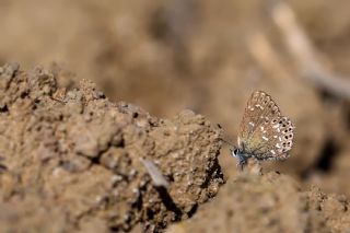 Akdeniz Melikesi (Melanargia titea)