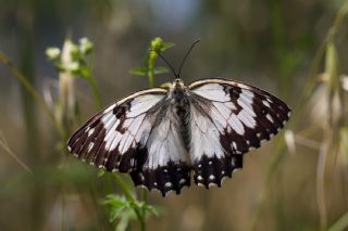Akdeniz Melikesi (Melanargia titea)