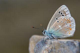 okgzl Turkuvaz Mavisi (Polyommatus dorylas)