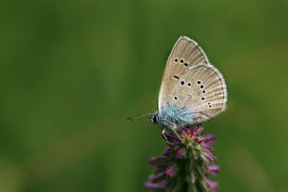 Mazarin Mavisi (Polyommatus semiargus)