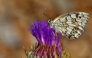 Anadolu Melikesi (Melanargia larissa)