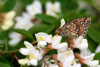 Niyobe (Fabriciana niobe)