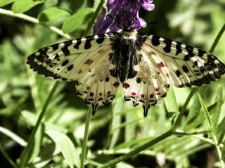 Orman Fistosu (Allancastria  cerisyi)