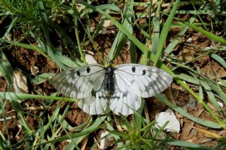 Dumanl Apollo (Parnassius mnemosyne)
