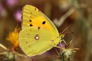 Sar� Azamet&nbsp;(Colias&nbsp;croceus)