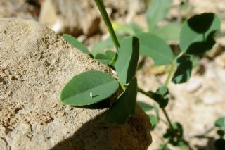 Sar Azamet (Colias croceus)