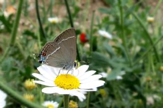 Gzel Sevbeni (Satyrium spini)