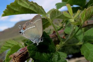 Gzel Sevbeni (Satyrium spini)