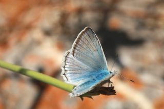 �okg�zl� Dafnis&nbsp;(Polyommatus&nbsp;daphnis)