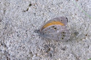 Aa Esmeri (Kirinia roxelana)