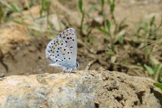 Himalaya Mavisi (Pseudophilotes vicrama)