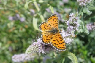 Gzel parhan (Melitaea syriaca)