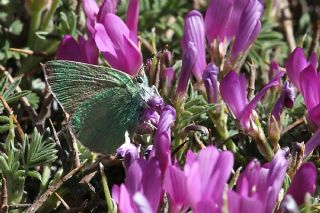 Anadolu Z�mr�t�&nbsp;(Callophrys&nbsp;paulae)