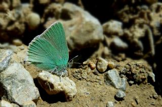 Anadolu Zmrt (Callophrys paulae)