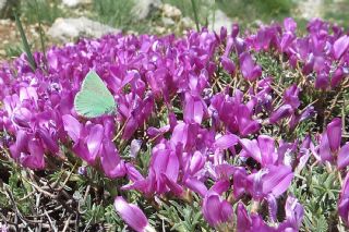 Anadolu Z�mr�t�&nbsp;(Callophrys&nbsp;paulae)