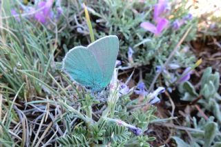 Anadolu Zmrt (Callophrys paulae)