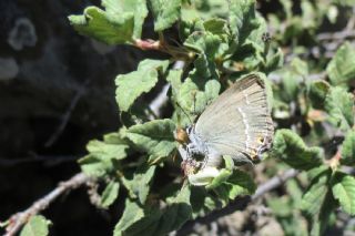 Sevbeni (Satyrium abdominalis)